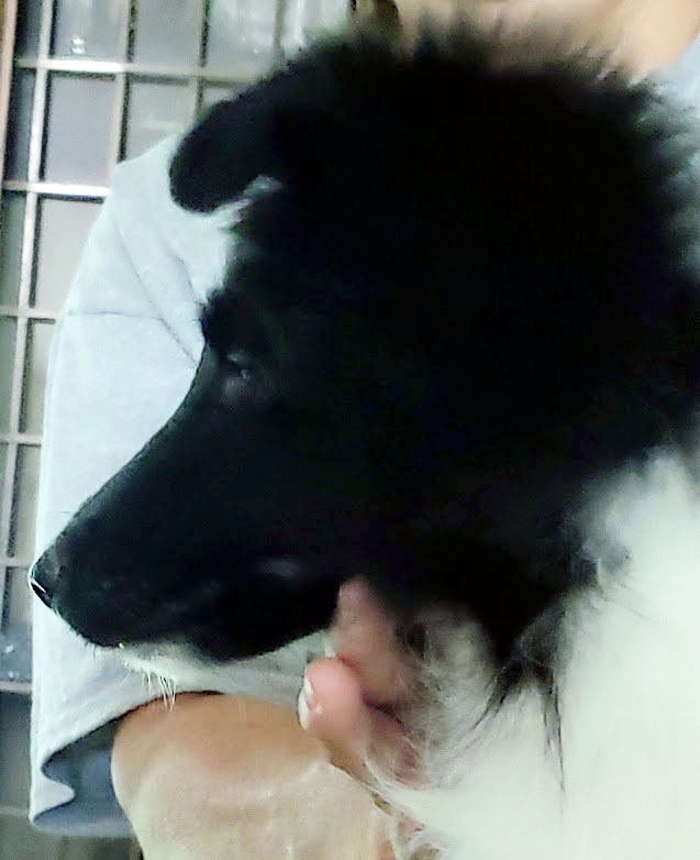 Available Sheltie Puppy